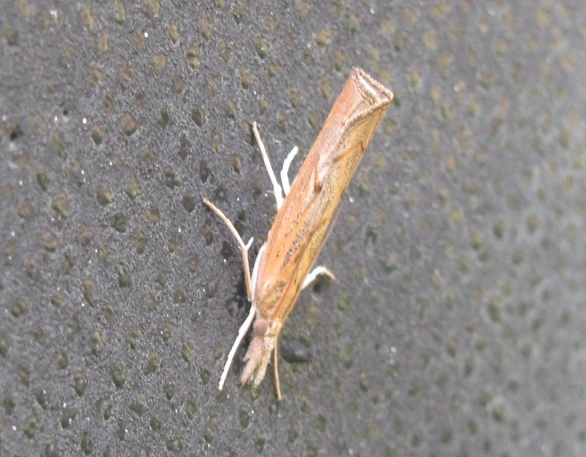 Pediasia contaminella (Crambidae)? S